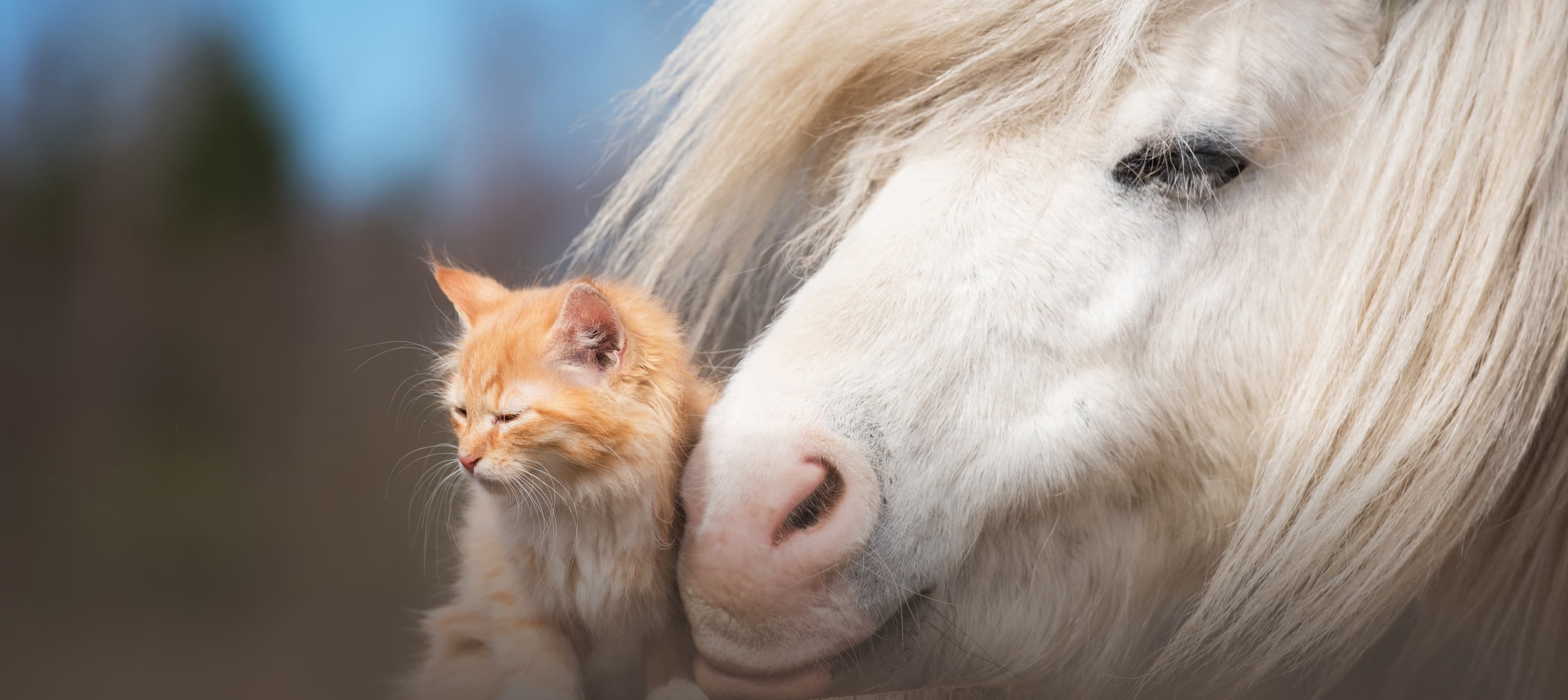 Bilde av en hest og en katt